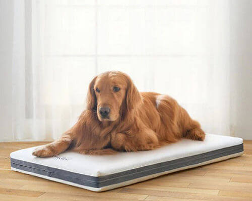 Airweave Pet Bed